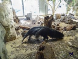 Tiergarten Schönbrunn am 27.01.2026